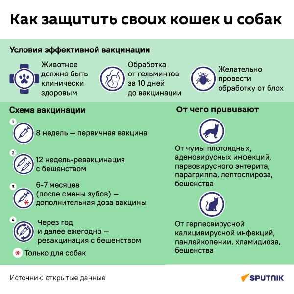 Как защитить своих кошек и собак? - Sputnik Южная Осетия