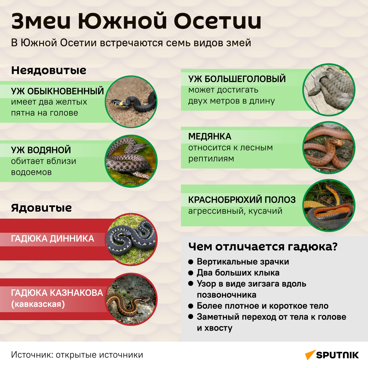 Змеи Южной Осетии - Sputnik Южная Осетия
