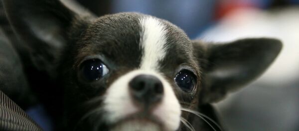 Выставка собак всех пород Евразия – 2013 Выставка собак всех пород Евразия – 2013 - Sputnik Южная Осетия