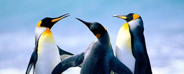 Пингвины Пингвины - Sputnik Южная Осетия