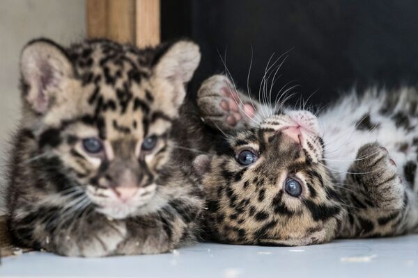 Детеныши леопарда в зоопарке Мюлуз, Франция - Sputnik Южная Осетия