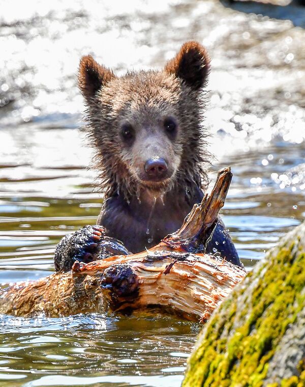 Медвежонок в вольере во время сильной жары в Стокгольме - Sputnik Южная Осетия