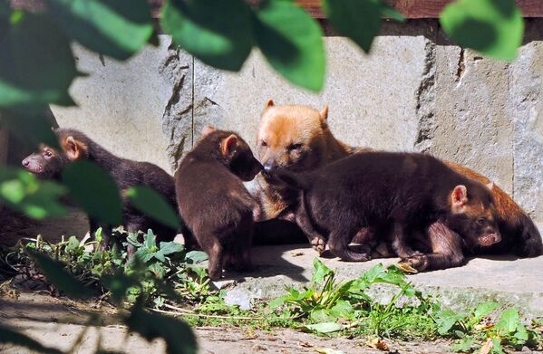 Самка кустарниковой собаки по кличке Фрея со своими детенышами в вольере Московского зоопарка - Sputnik Южная Осетия