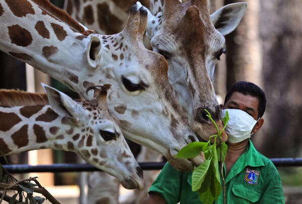Работник зоопарка во время кормления жирафов в Джакарте, Индонезия  - Sputnik Южная Осетия
