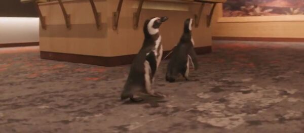 Забавное видео: пингвины побродили по музею и изучили экспонаты Забавное видео: пингвины побродили по музею и изучили экспонаты - Sputnik Южная Осетия