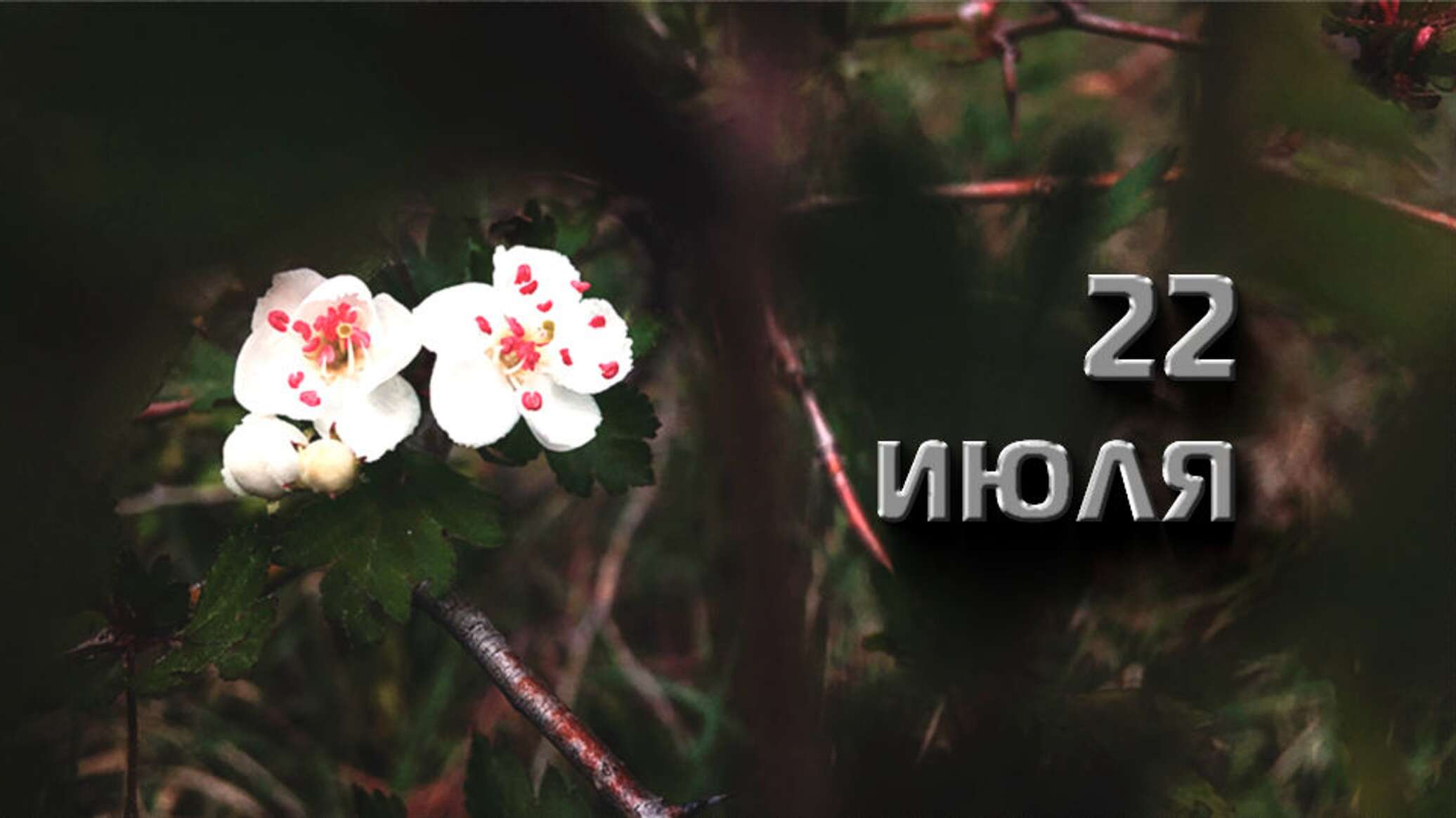 Антоний киево-печерский житие. 23 июля всемирный день китов и дельфинов. Антоний громоносец 23 июля. 23 июля это какой. С днем китов дельфинов поздравление.