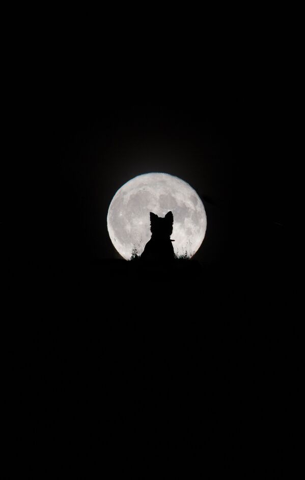 Снимок Big Moon, Little Werewolf британского фотографа Kirsty Paton из категории Our Moon, попавший в шортлист конкурса Insight Investment Astronomy Photographer of the Year 2020  - Sputnik Южная Осетия