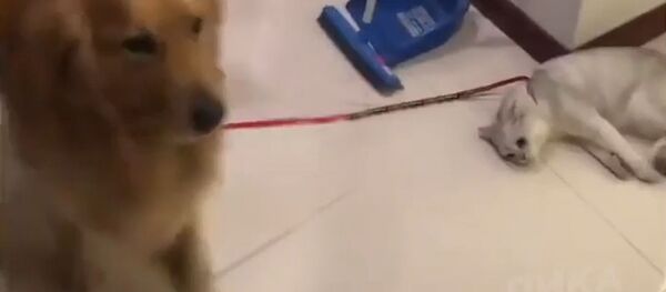 Пес пытался развеселить печального кота - Sputnik Южная Осетия