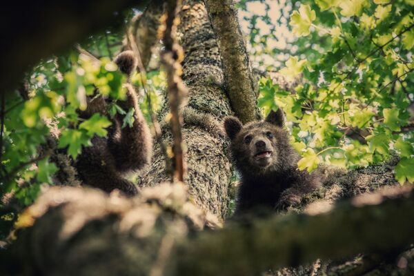 Медвежата-найденыши, выпущенные на волю в Южной Осетии - Sputnik Южная Осетия