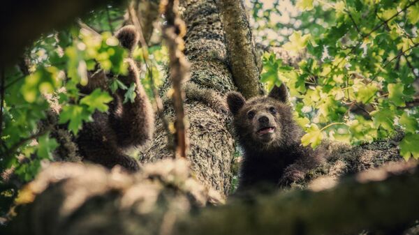 Медвежата-найденыши, выпущенные на волю в Южной Осетии - Sputnik Южная Осетия