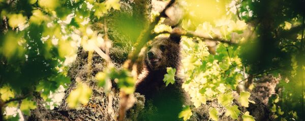 Медвежат-найденышей выпустили на волю - Sputnik Южная Осетия