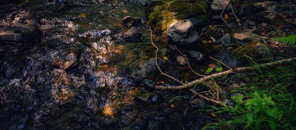 Государственный заповедник в Знаурском районе Южной Осетии  Государственный заповедник в Знаурском районе Южной Осетии  - Sputnik Южная Осетия