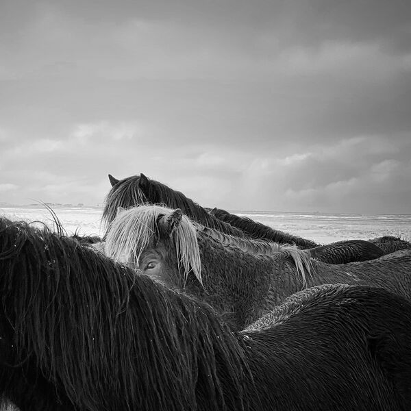Снимок Horses in the storm китайского фотографа Xiaojun Zhang, занявший 1-е место в номинации ANIMALS конкурса IPPAWARDS 2020 - Sputnik Южная Осетия