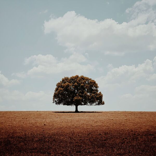 Снимок Alone австралийского фотографа Glenn Homann, получивший главный приз в номинации Trees конкурса IPPAWARDS 2020 - Sputnik Южная Осетия
