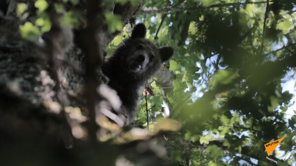 Хэппи-энд: как медвежата-сироты обрели дом в лесах Южной Осетии - Sputnik Южная Осетия
