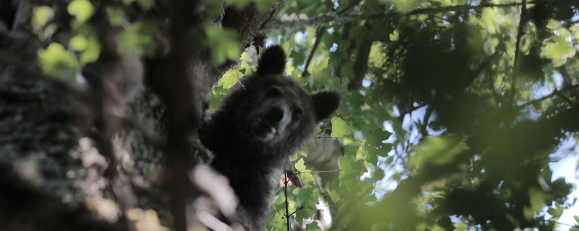 Хэппи-энд: как медвежата-сироты обрели дом в лесах Южной Осетии - Sputnik Южная Осетия, 1920, 24.07.2020
