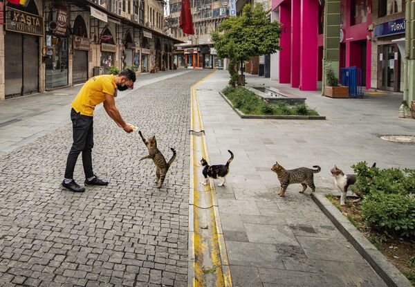 Снимок Social distance meal order турецкого фотографа Mehmet Aslan, поступивший на конкурс Mars Petcare Comedy Pet Photography Awards - Sputnik Южная Осетия