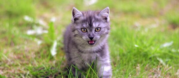 Котенок - Sputnik Южная Осетия