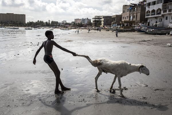 Молодой овцевод тащит одну из своих овец в Дакаре, Сенегал - Sputnik Южная Осетия