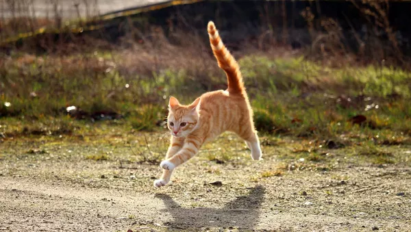 Кот - Sputnik Южная Осетия
