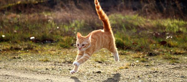 Кот Кот - Sputnik Южная Осетия