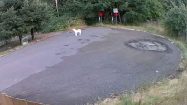 Хозяйка бросила пса в лесу. Реакция собаки довела Сеть до слез - видео Хозяйка бросила пса в лесу. Реакция собаки довела Сеть до слез - видео - Sputnik Южная Осетия