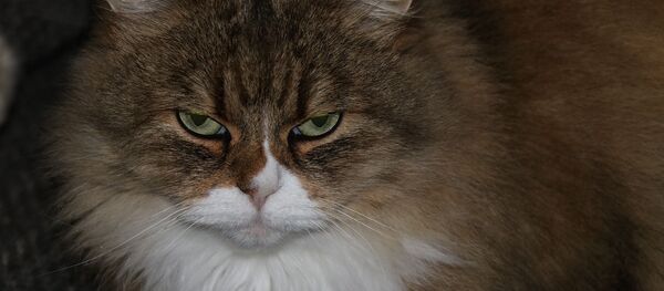 Кот Кот - Sputnik Южная Осетия