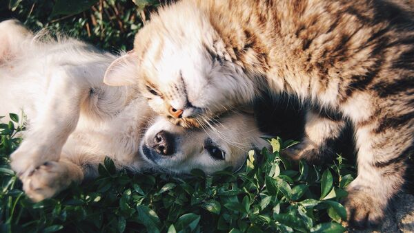 Кошка и собака - Sputnik Южная Осетия