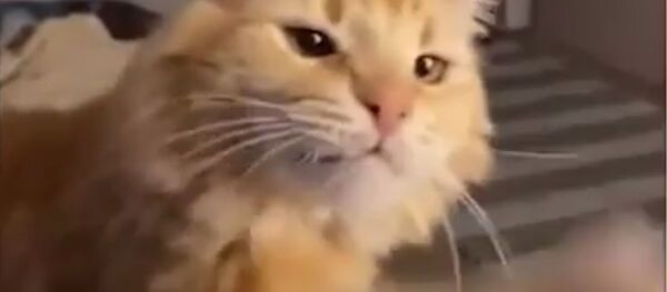 Драматичная гибель кота, попробовавшего мороженое Драматичная гибель кота, попробовавшего мороженое - Sputnik Южная Осетия