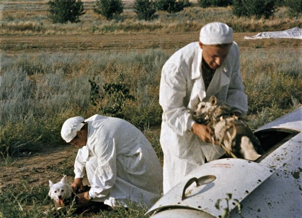 Врачи извлекают подопытных собак из кабины ракеты - Sputnik Южная Осетия