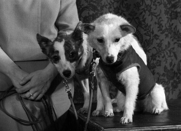 Четвероногие космонавты - собаки Белка и Стрелка, 1960 год - Sputnik Южная Осетия