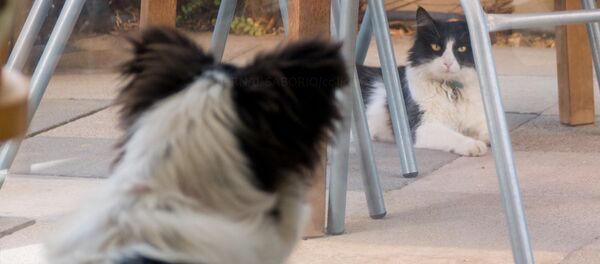 Кот напугал обедавшего пса Кот напугал обедавшего пса - Sputnik Южная Осетия