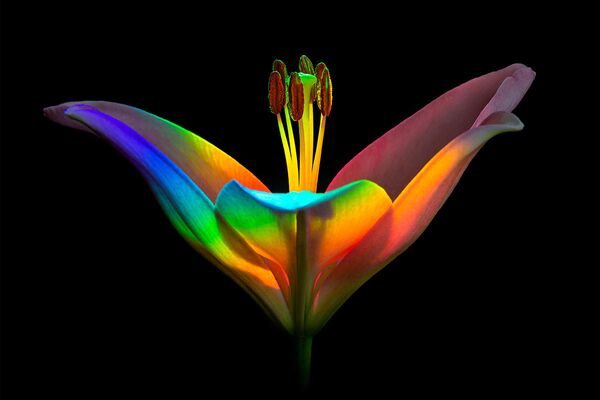 Снимок Rainbow Lily фотографа из США Ecaterina Leonte, ставший финалистом конкурса IGPOTY Macro Art 14 - Sputnik Южная Осетия