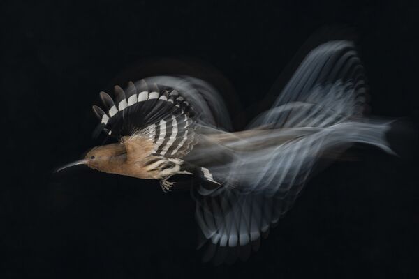 Снимок HOOPOE FLIGHT AT LOW SPEED израильского фотографа Gadi Shmila, победивший в категории Birds in Flight фотоконкурса Bird Photographer of the Year 2020  - Sputnik Южная Осетия