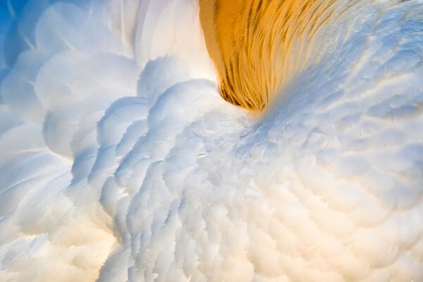 Снимок GANNET FLOWER испанского фотографа Francis De Andrés, занявший третье место в категории Attention to Detail фотоконкурса Bird Photographer of the Year 2020  - Sputnik Южная Осетия