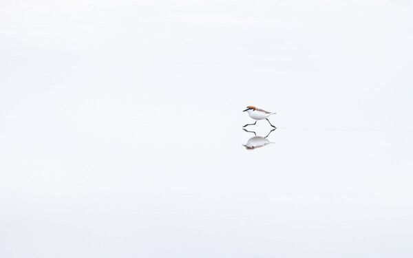 Снимок ON THE RUN австралийского фотографа Georgina Steytler, победивший в категории Best Portfolio фотоконкурса Bird Photographer of the Year 2020 - Sputnik Южная Осетия