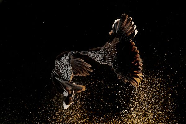 Снимок NUTCRACKERS FIGHTING IN THE SNOW нидерландского фотографа Roelof Molenaar, победивший в категории Bird Behaviour фотоконкурса Bird Photographer of the Year 2020 - Sputnik Южная Осетия