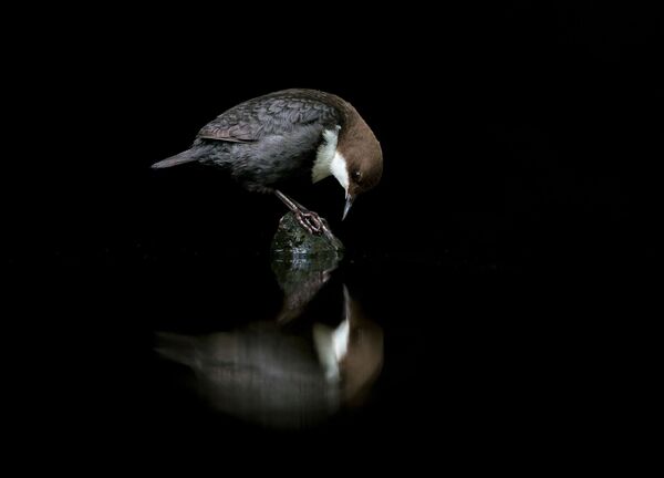 Снимок A DIPPER IN THE MIRROR норвежского фотографа Terje Kolaas, занявший 3-е место в категории Best Portrait фотоконкурса Bird Photographer of the Year 2020 - Sputnik Южная Осетия
