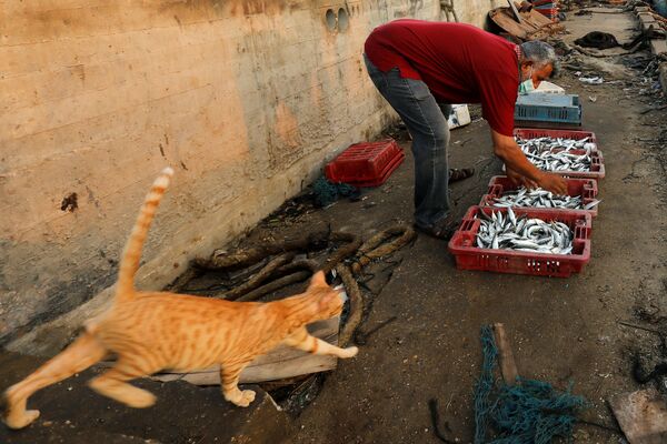 Рыбак с уловом и кот в морском порту Газы - Sputnik Южная Осетия