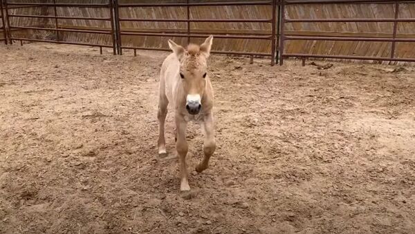 В США клонировали умершую более 20 лет назад редкую лошадь Пржевальского - Sputnik Южная Осетия
