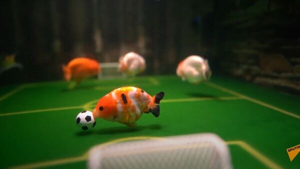 Китаец научил аквариумных питомцев играть в футбол - Sputnik Южная Осетия
