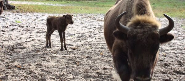 Зубрица, не желавшая ехать в Осетию, оказалась беременной - Sputnik Южная Осетия