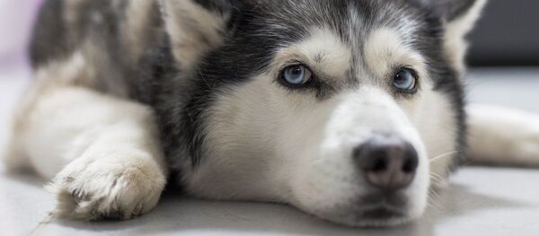 Хаски - Sputnik Южная Осетия