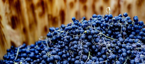 Хуссарирыстойнаг сӕндуцӕн компани балхӕдта 20 тонн сӕнӕфсир бынӕттон фермертӕй - Sputnik Хуссар Ирыстон