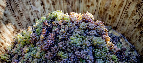 Праздник сбора винограда в Цхинвале Праздник сбора винограда в Цхинвале - Sputnik Южная Осетия