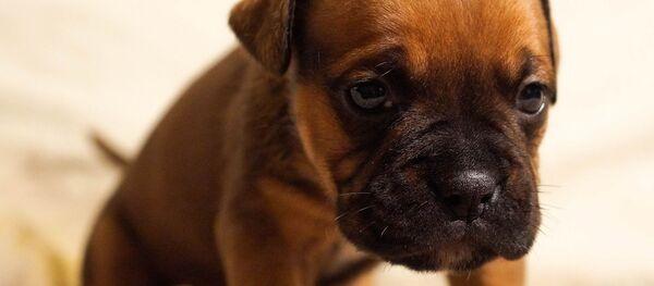 Щенок Щенок - Sputnik Южная Осетия