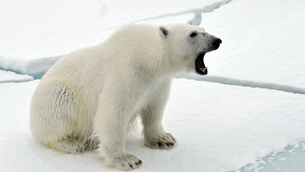 Белый медведь на льдине в Северном ледовитом океане. - Sputnik Южная Осетия