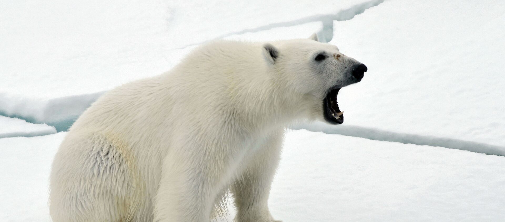 Белый медведь на льдине в Северном ледовитом океане. - Sputnik Южная Осетия, 1920, 07.10.2020