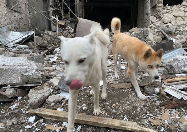 Собаки на руинах домов после обстрела в Степанакерте  - Sputnik Южная Осетия