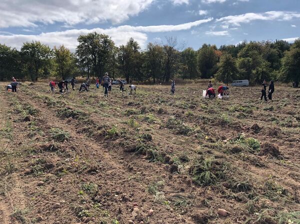 Хуссар Иры Дзауы районы ӕркодтой картофы егъау тыллӕг - Sputnik Хуссар Ирыстон